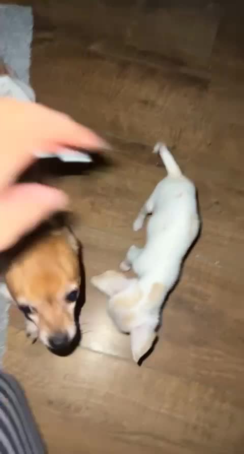 Chihuahua dogs for stud:  Miniature male Chihuahua STUD Louie in Exeter - Video 3