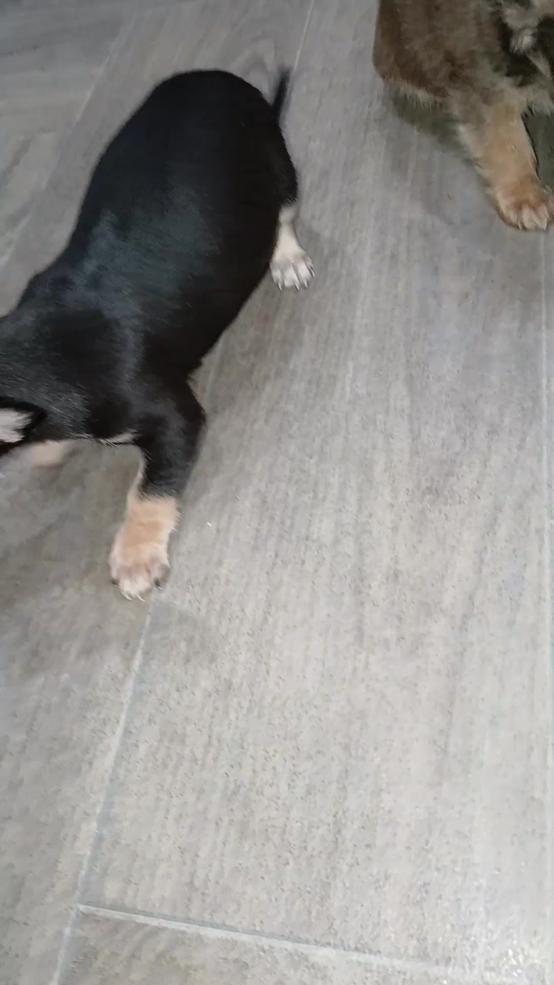 Mixed Breed dogs for sale: Chalky pups - Video 1