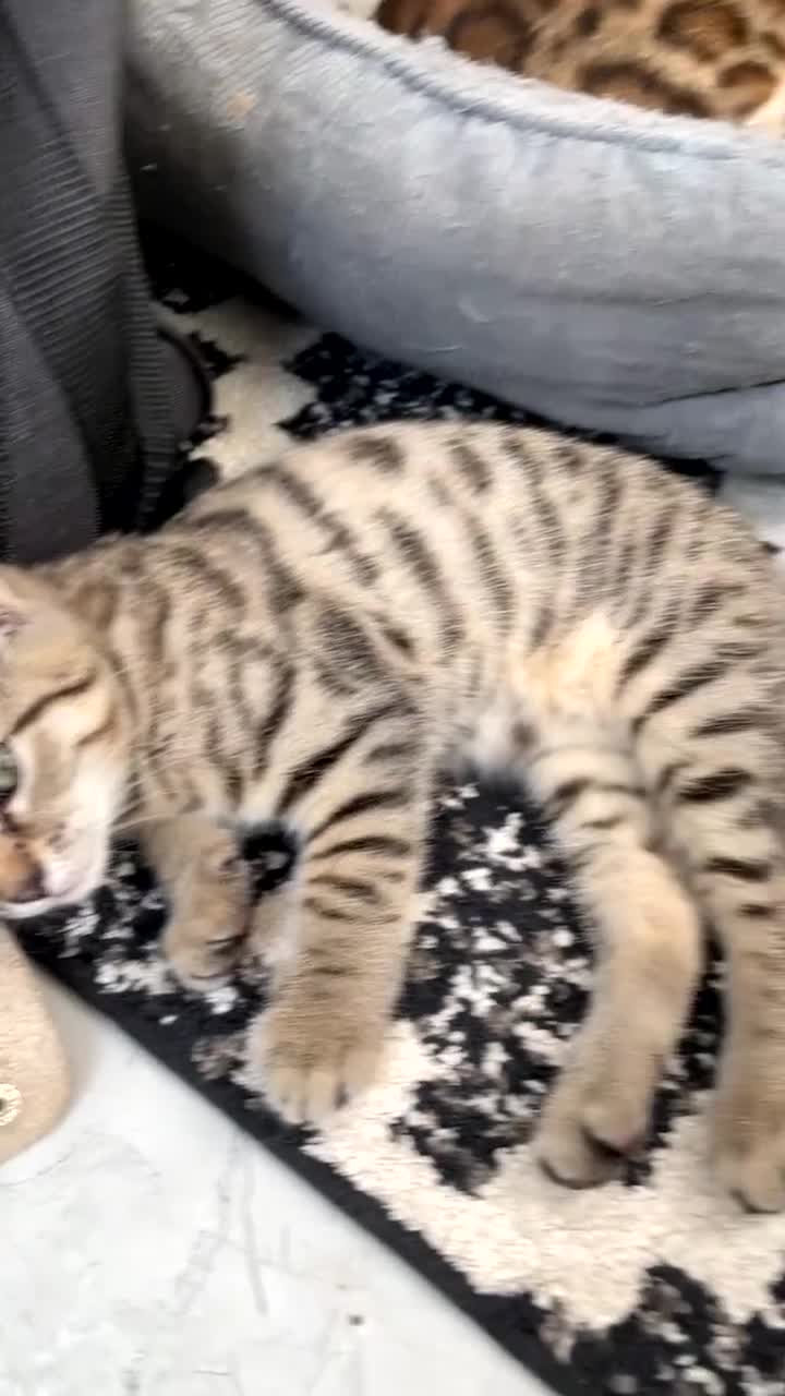 Mixed Breed cats for sale: KITTENS FOR SALE SOUTH LONDON - Video 3