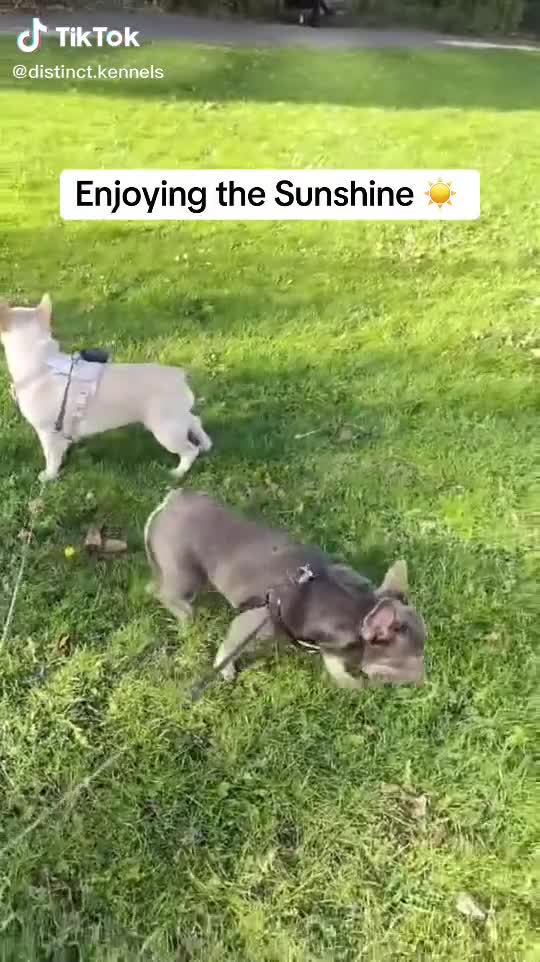 French Bulldog dogs for sale: Fluffy Carriers testable French Bulldogs - Video 2