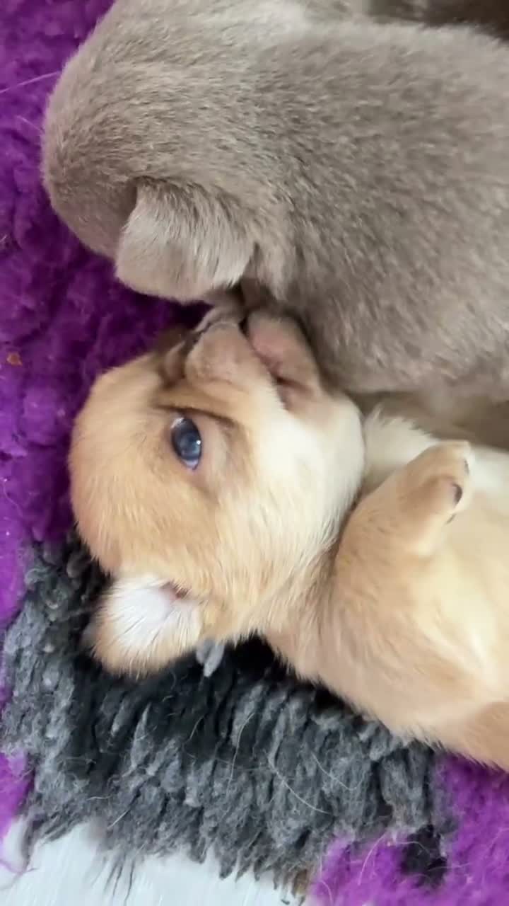 Chihuahua dogs for sale: Stunning Thai chihuahua puppies  - Video 2