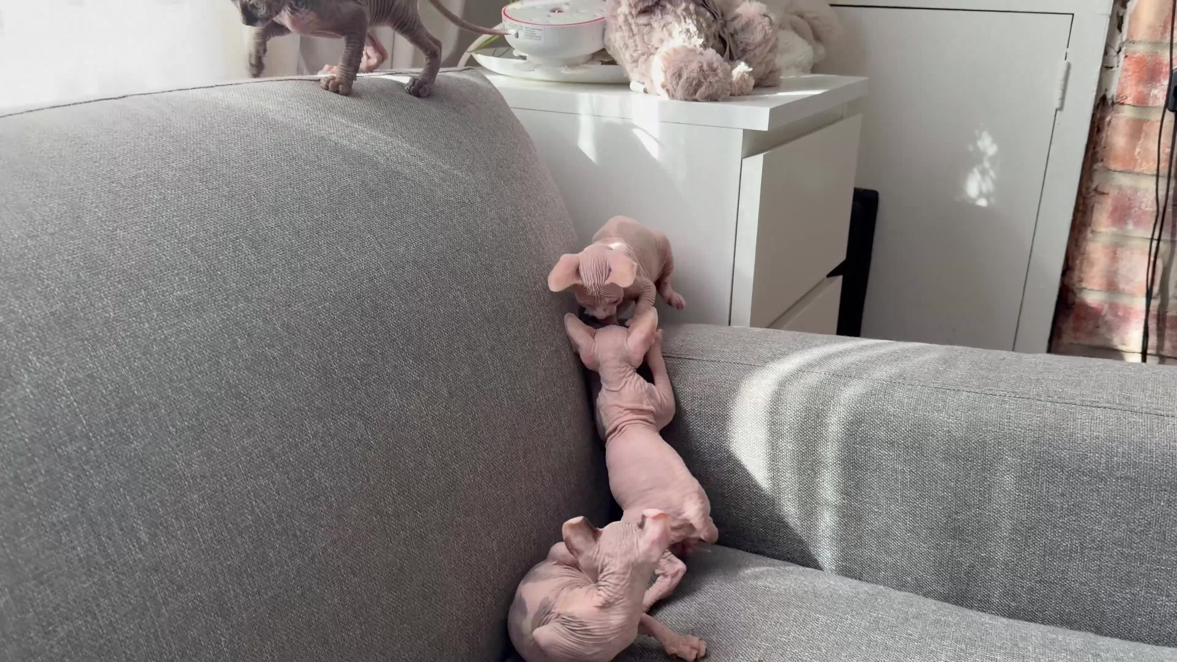 Sphynx cats for sale: Beautiful Sphynx kittens  - Video 1
