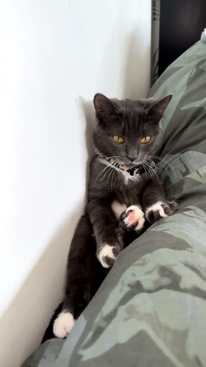 British Longhair cats for sale: Female kitten  - Video 1