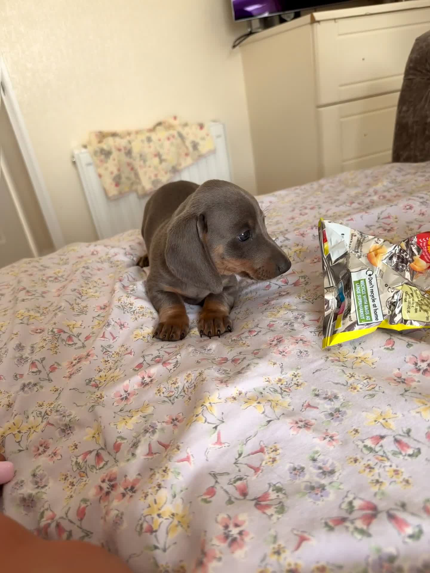 Miniature Dachshund dogs for sale:  Adorable Dachshund Puppies 🐶  - Video 1