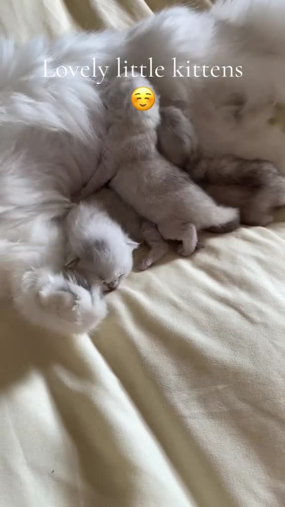 British Longhair cats for sale: Stunning Silver Tipped Longhair Kittens - Video 4