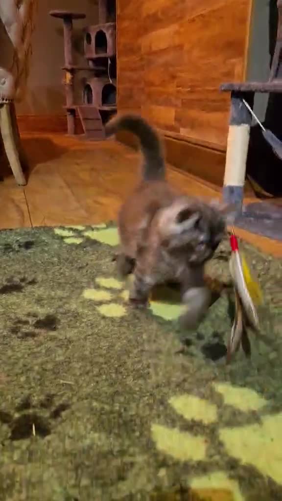 Maine Coon cats for sale: GCCF Maine Coon kittens 1 black F 1 black smoke M - Video 3