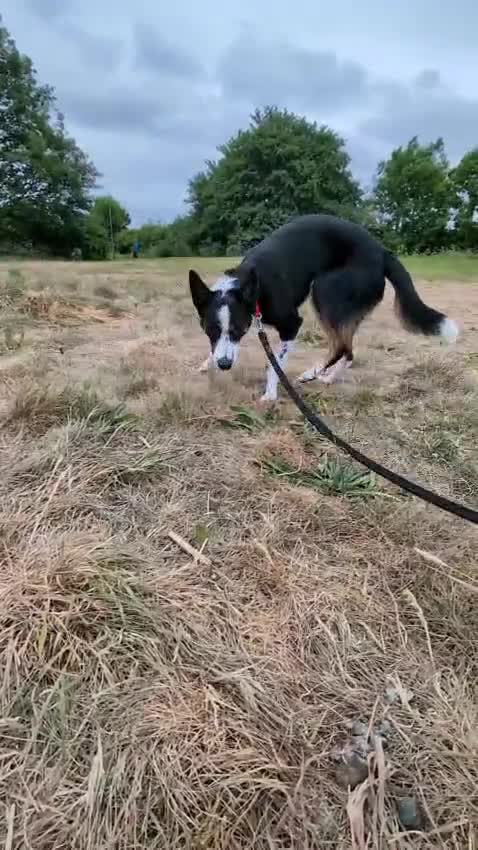 Mixed Breed dogs for sale: Collin  - Video 1