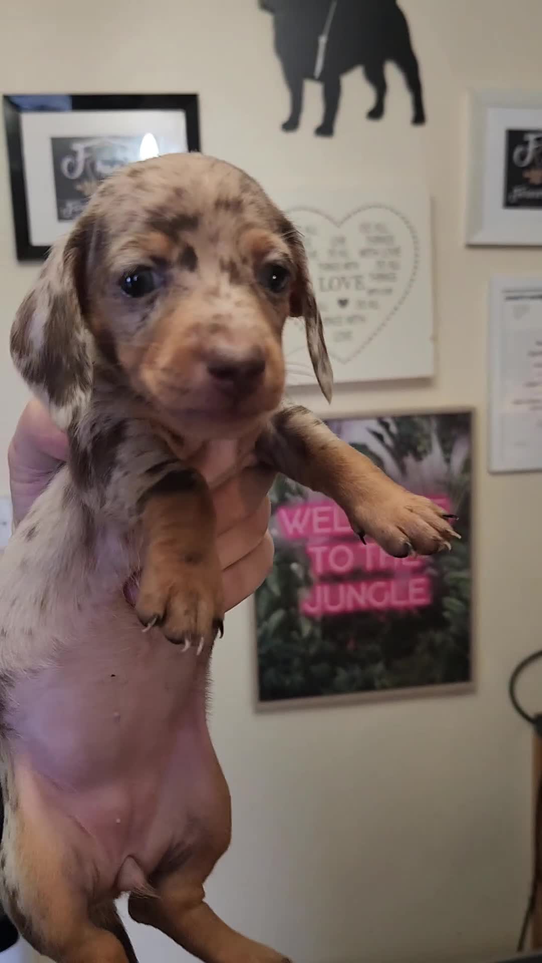Miniature Dachshund dogs for sale: Beautiful miniature dachshund  - Video 1