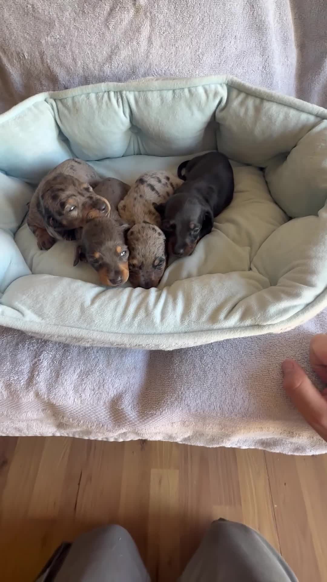 Miniature Dachshund dogs for sale: Miniature dachshund puppy’s  - Video 2