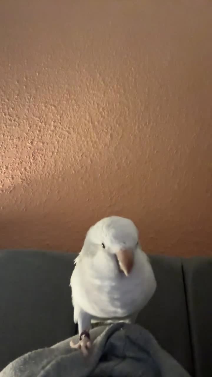 Parrots birds for sale: Blue crossover Quaker - Video 2