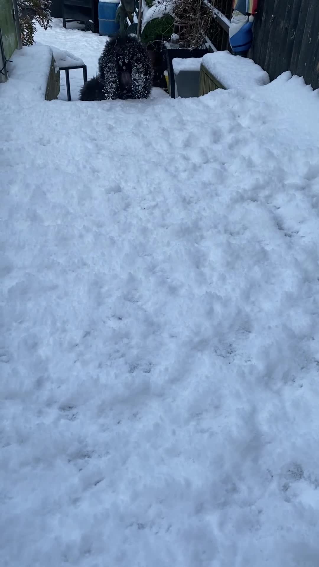 Mixed Breed dogs for sale: For sale 1 unique chowpom Puppy - Video 2