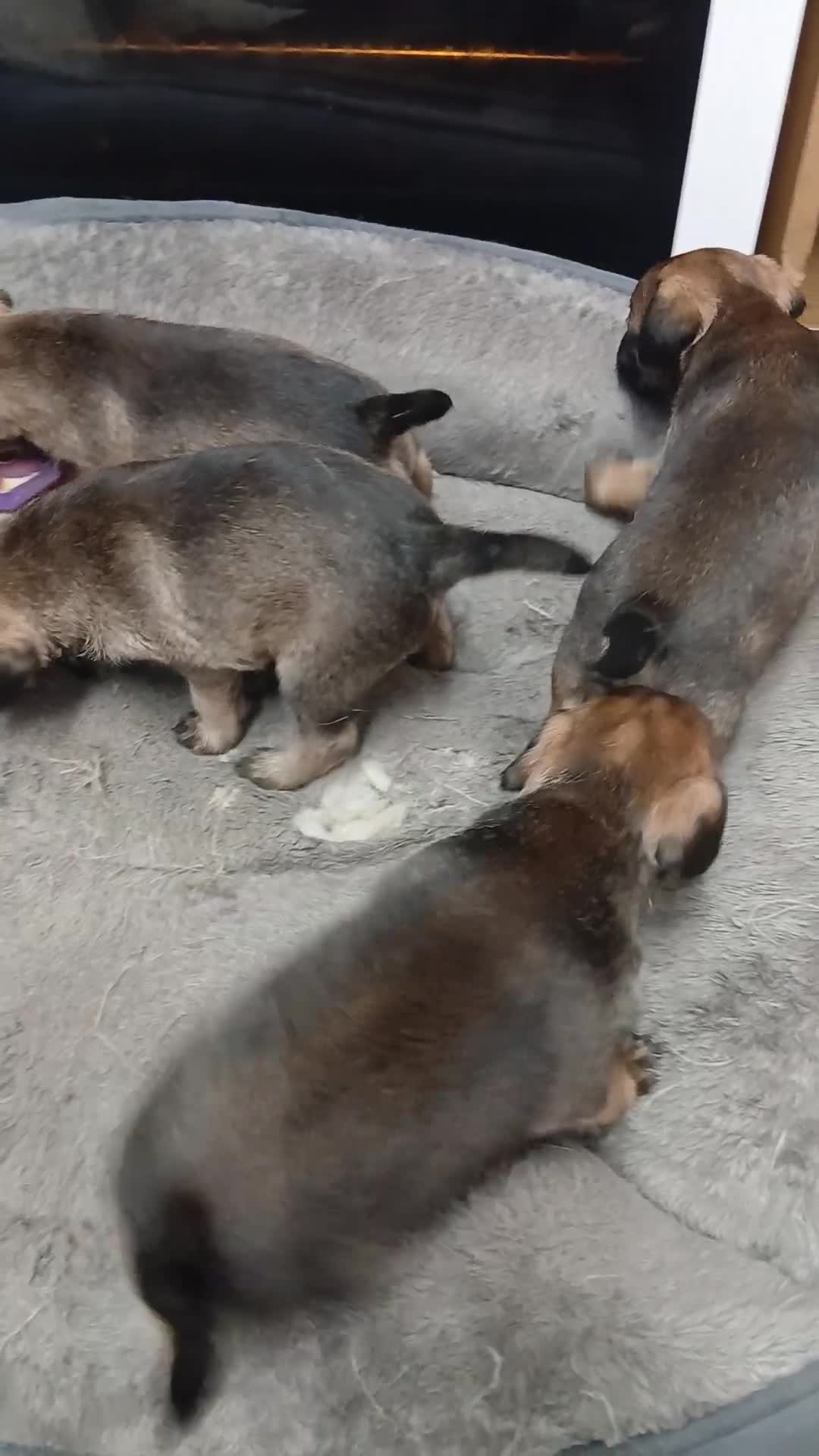 Border Terrier dogs for sale: Border terries puppies - Video 2