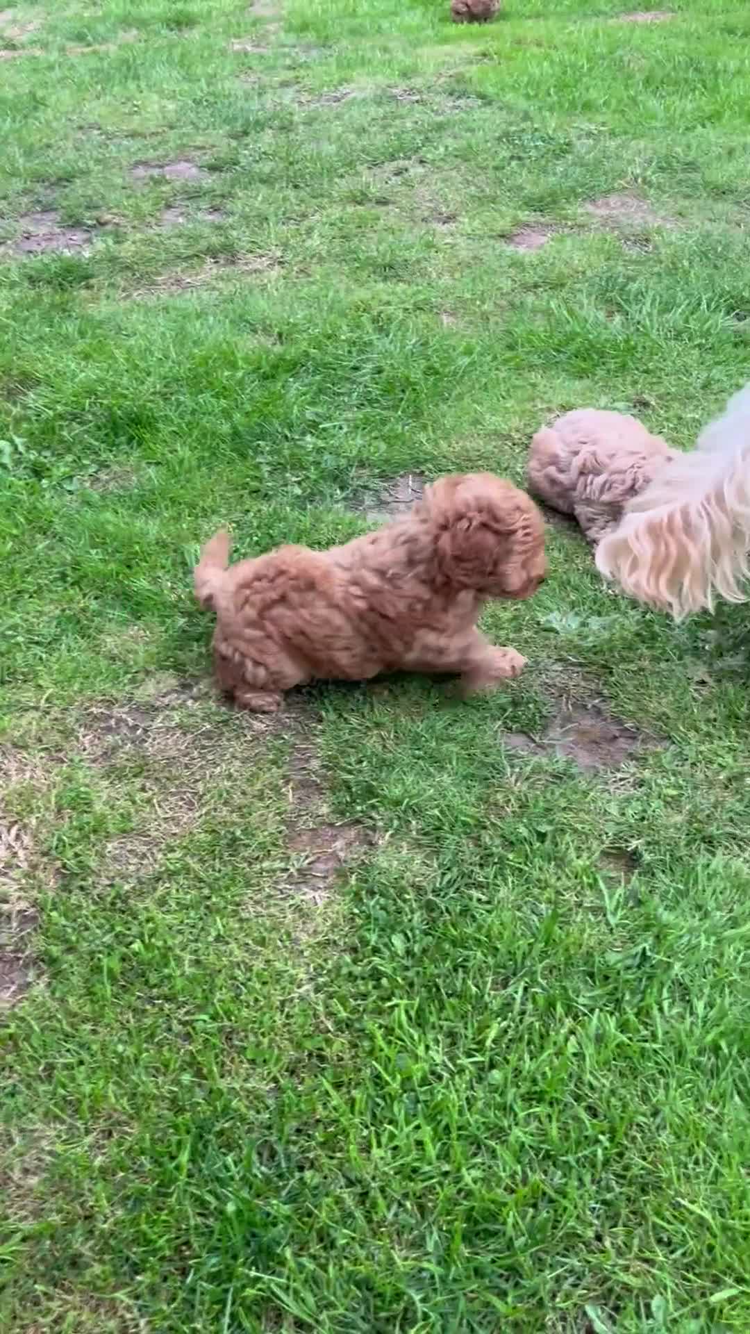 Maltipoo dogs for sale: Gorgeous Malshipoo puppies  - Video 1