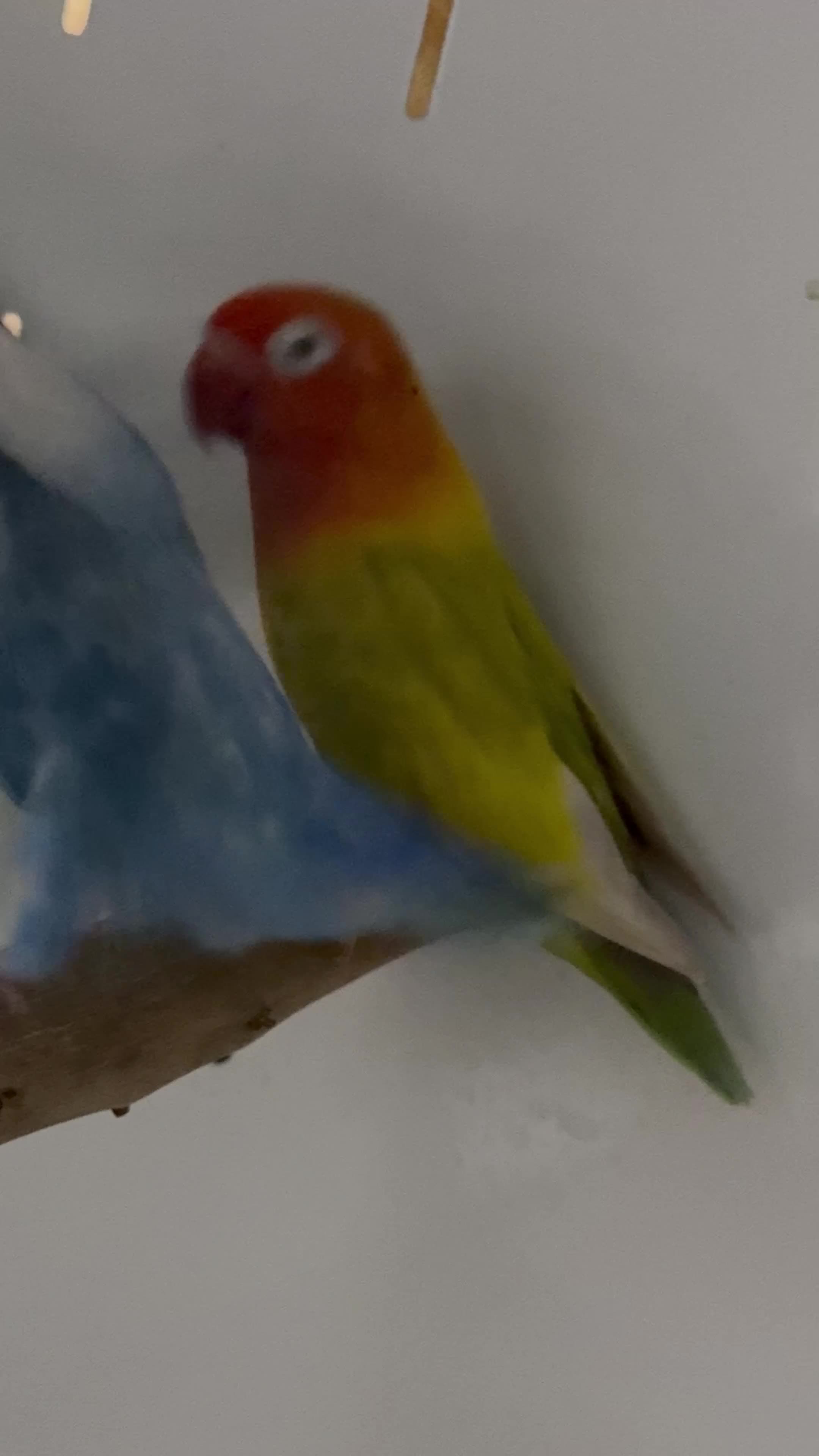 Lovebirds birds for sale: Mutation Love Bird for sale  - Video 4