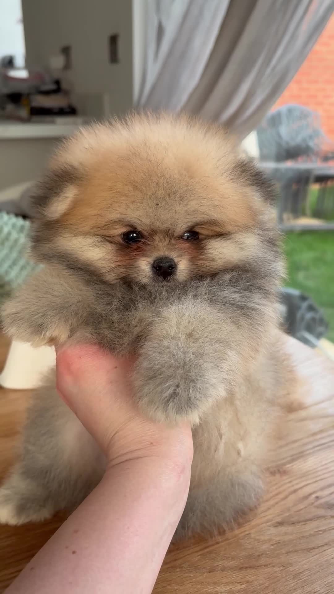 Pomeranian dogs for sale: Champion line Bear type Poms  - Video 2
