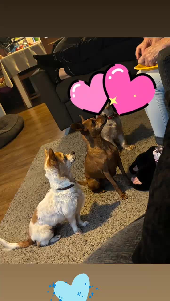 Chihuahua dogs for sale: 2 beautiful small girls needing a loving home - Video 1