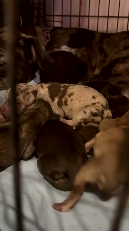 Mixed Breed dogs for sale: Catahoula x  - Video 1