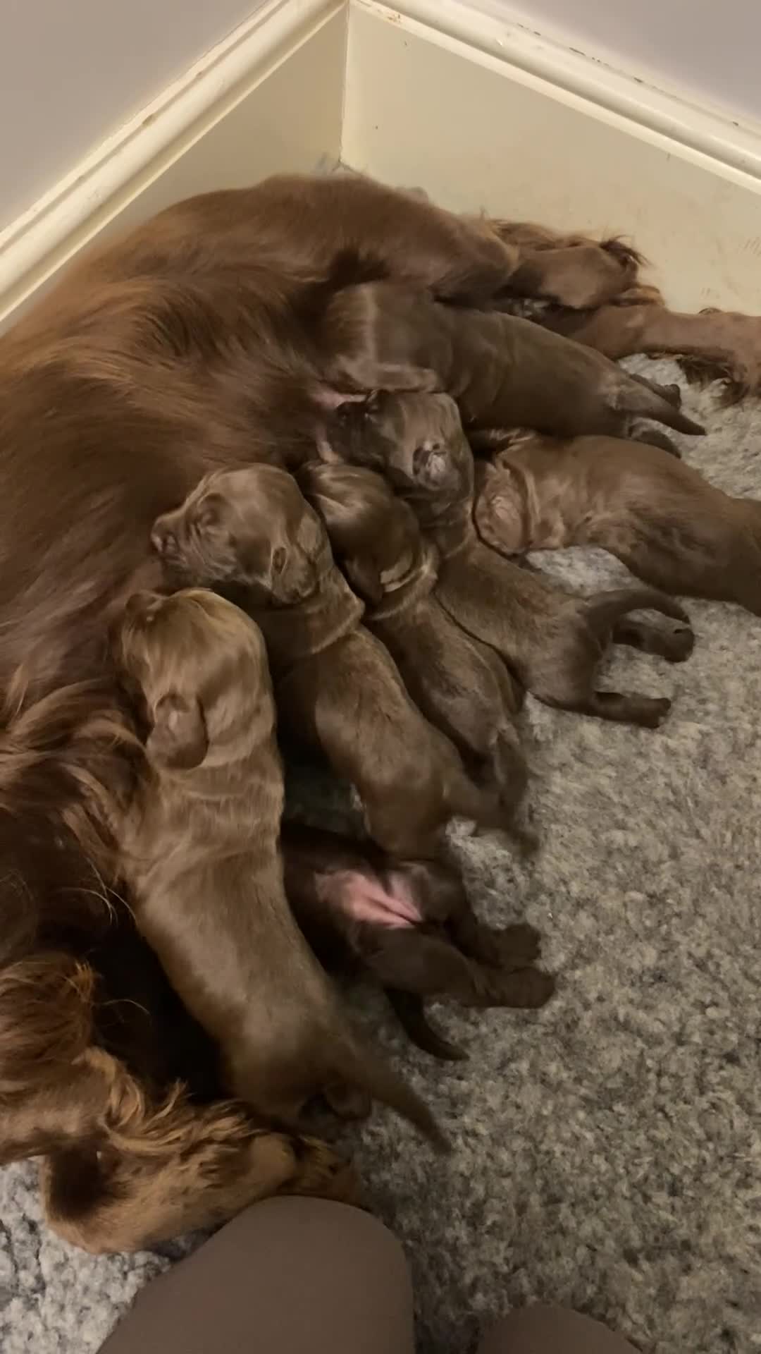 Cocker Spaniel dogs for sale: 7 STUNNING CHOCOLATE WORKING COCKERS ⭐️⭐️⭐️⭐️⭐️ - Video 2