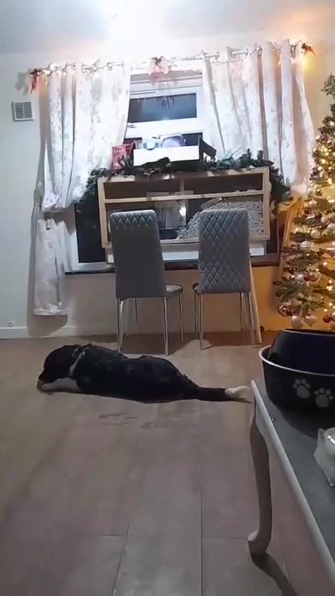 Mixed Breed dogs for adoption: PENNY - Video 1