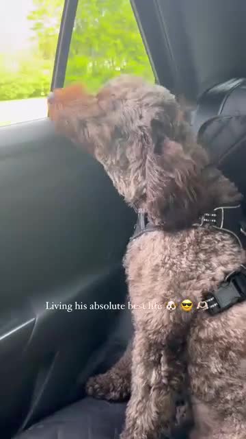 Cockapoo dogs for sale: Ozzy 🐾 4 year old male cockapoo for adoption - Video 1