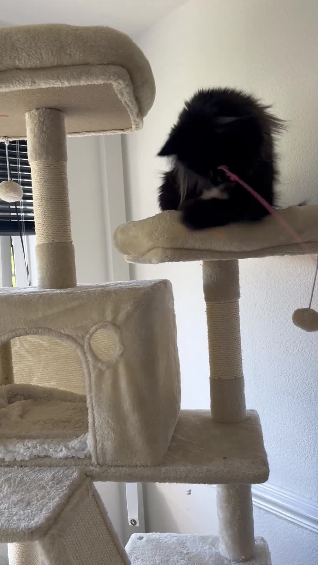 Maine Coon cats for sale: 2 year old mainecoon FEMALE - Video 1