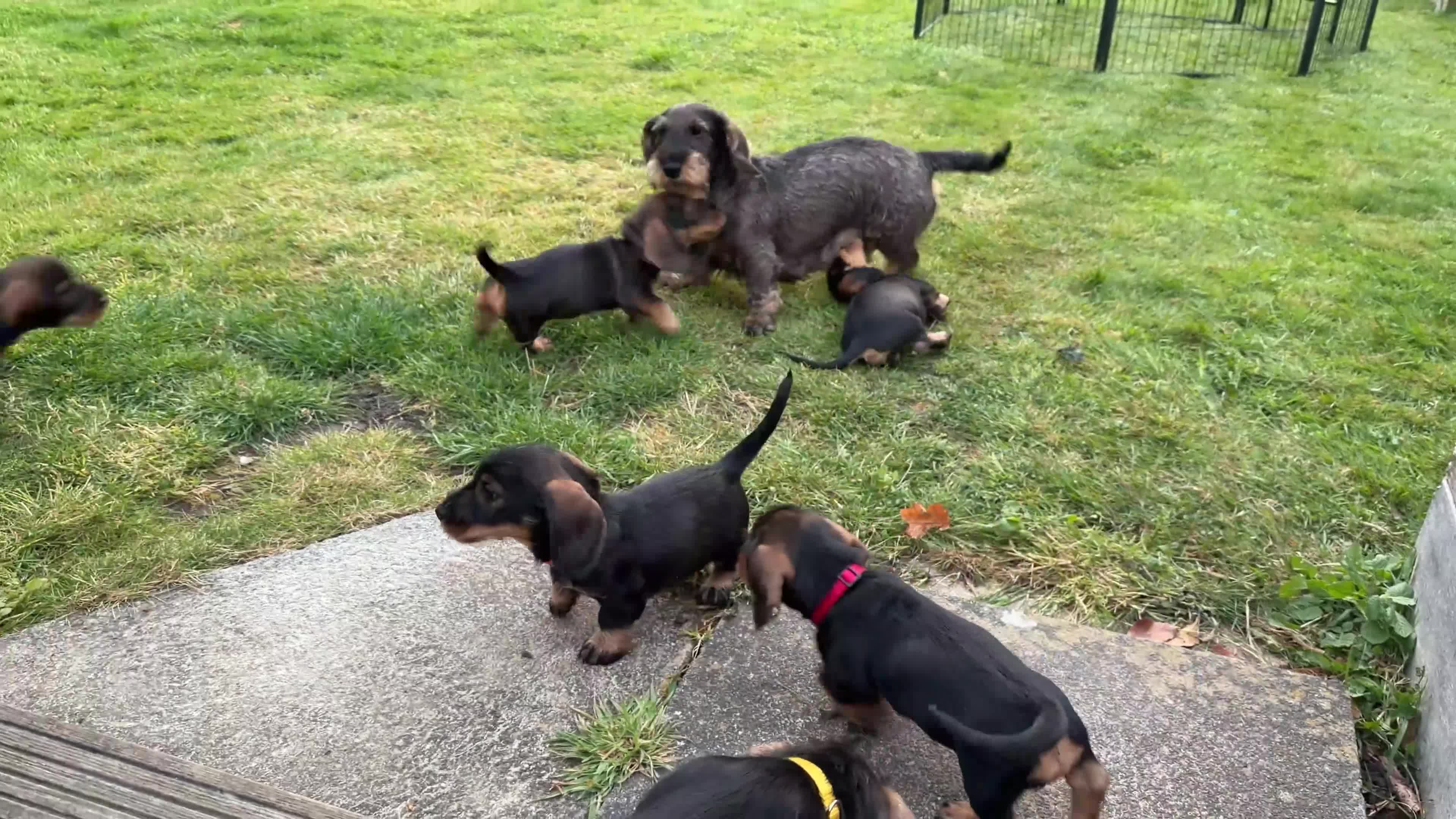 Dachshund dogs for sale: Teckels for sale - Video 1