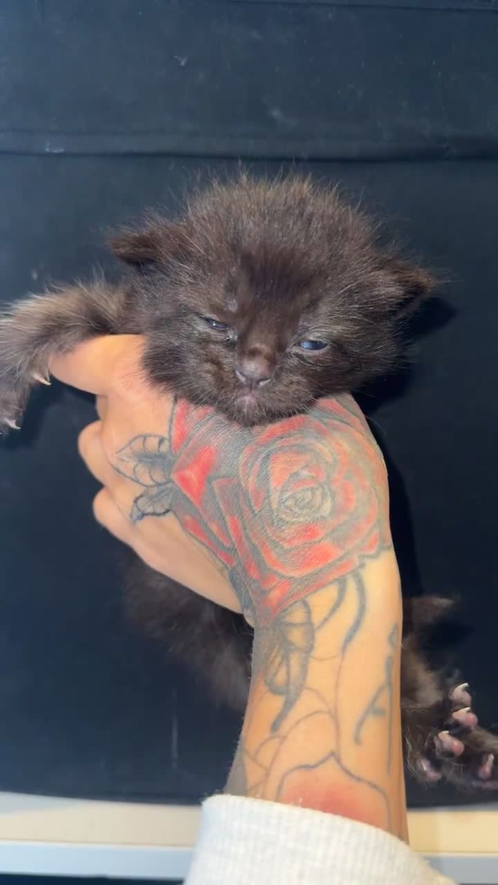 Ragdoll cats for sale: 4 brown fluffy ragdoll cross kittens  - Video 3