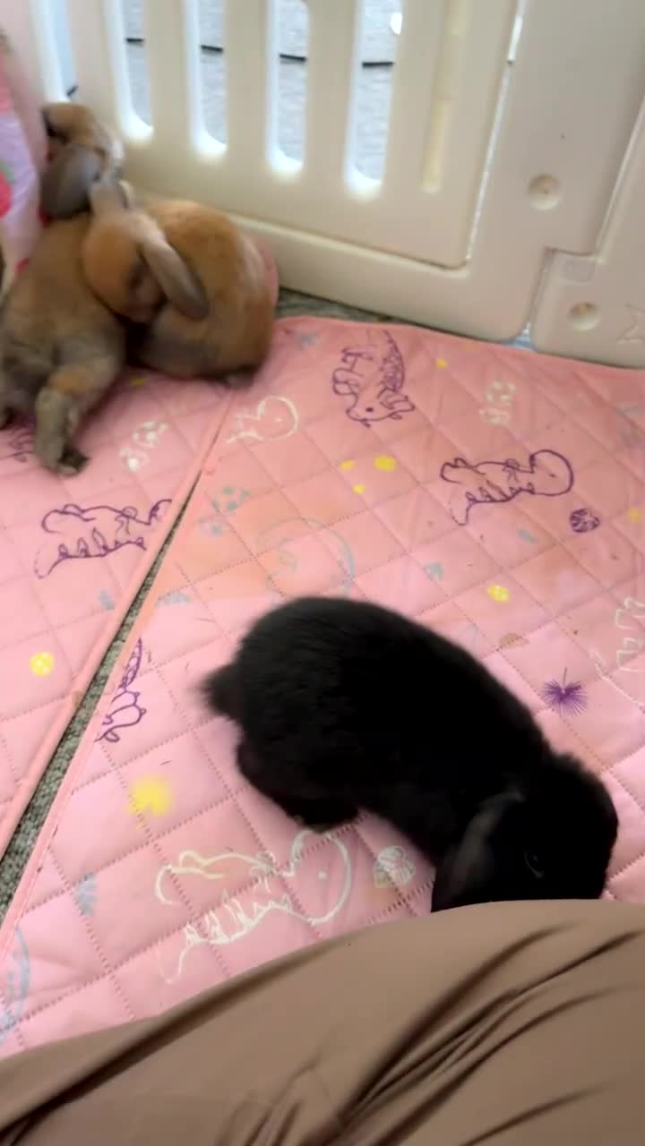 Mini Lop rabbits for sale: Beautiful Baby Mini Lops - Video 1