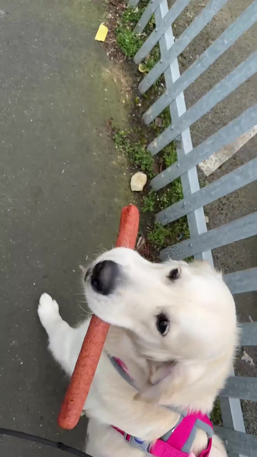Golden Retriever dogs for sale:  Two Beautiful English Cream Golden Retriever Boys - Video 1