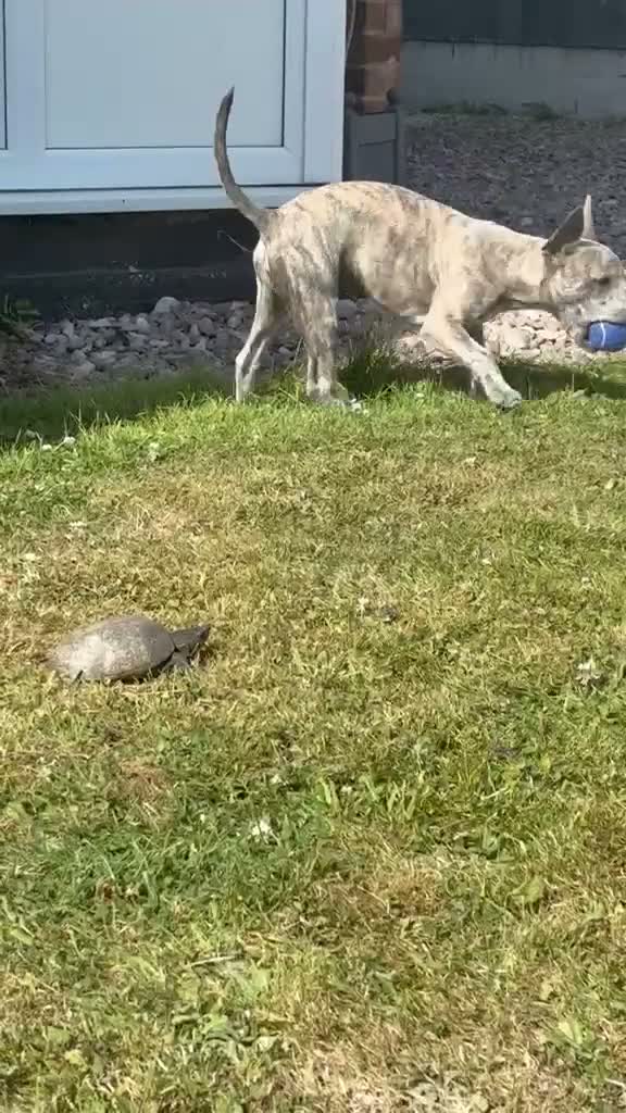 Turtle reptiles for sale: Musk turtle  - Video 1