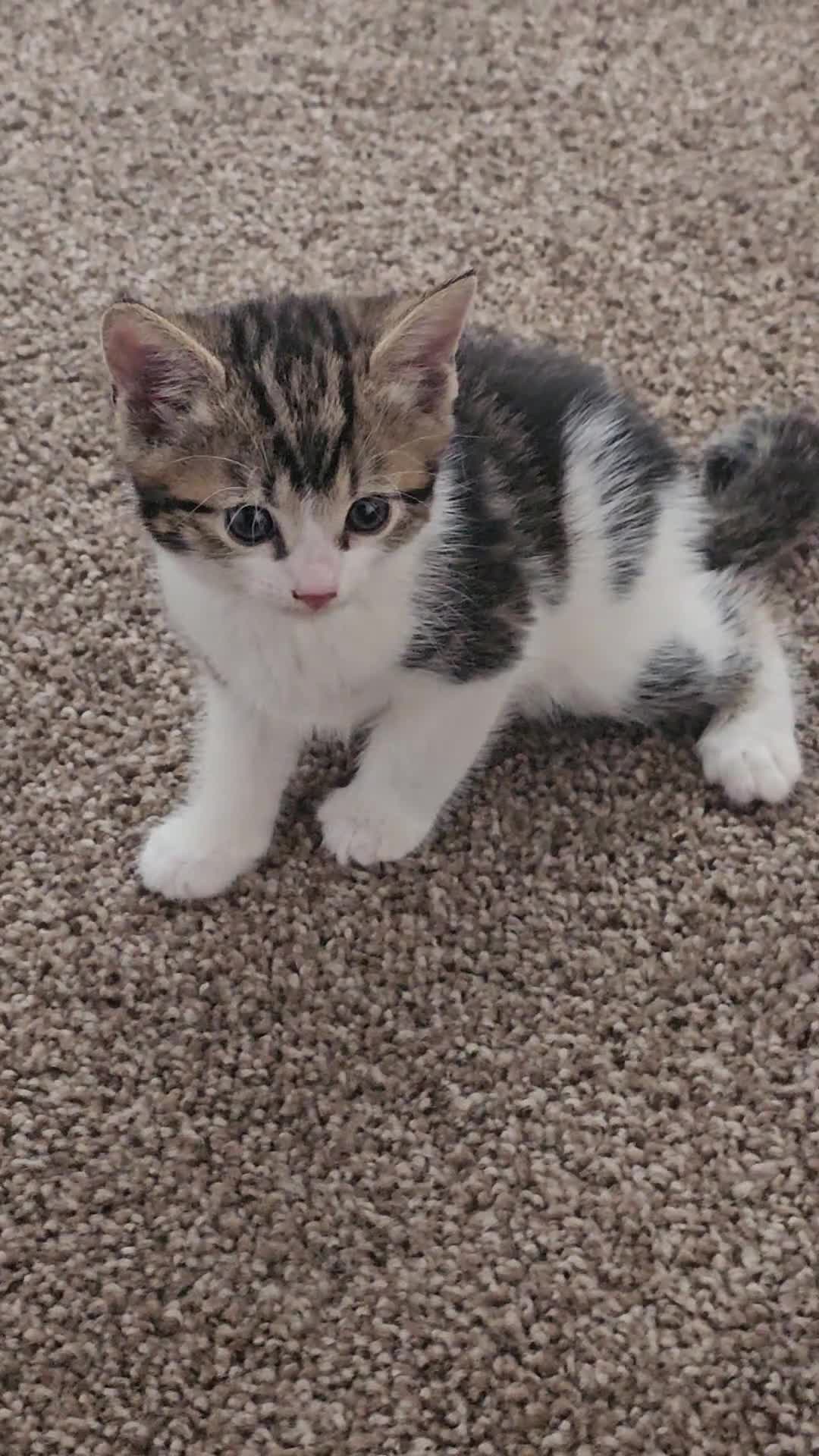 Mixed Breed cats for sale: Tabby mix rangdoll and black - Video 2