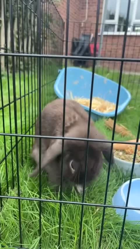 English Lop rabbits for sale: Brown Male Lop Rabbit + Rabbit Home + Food etc in Birmingham - Video 1