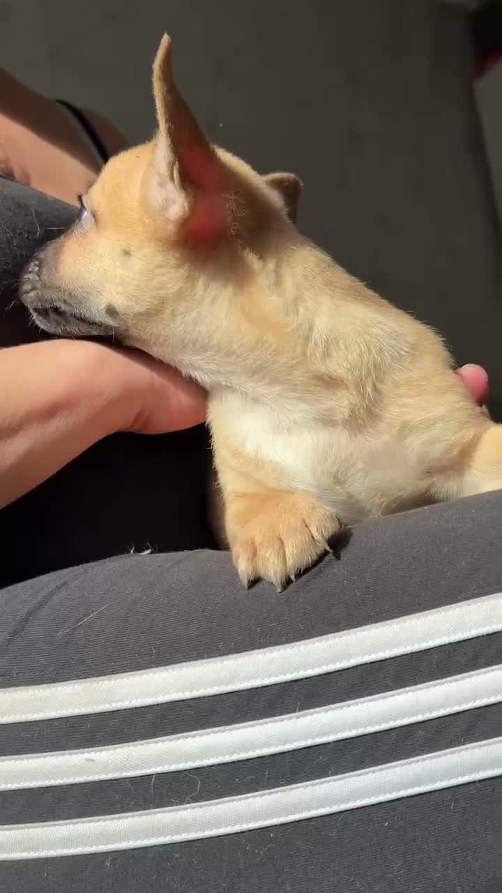 Mixed Breed dogs for sale: French bulldog x chihuahua puppies  - Video 3