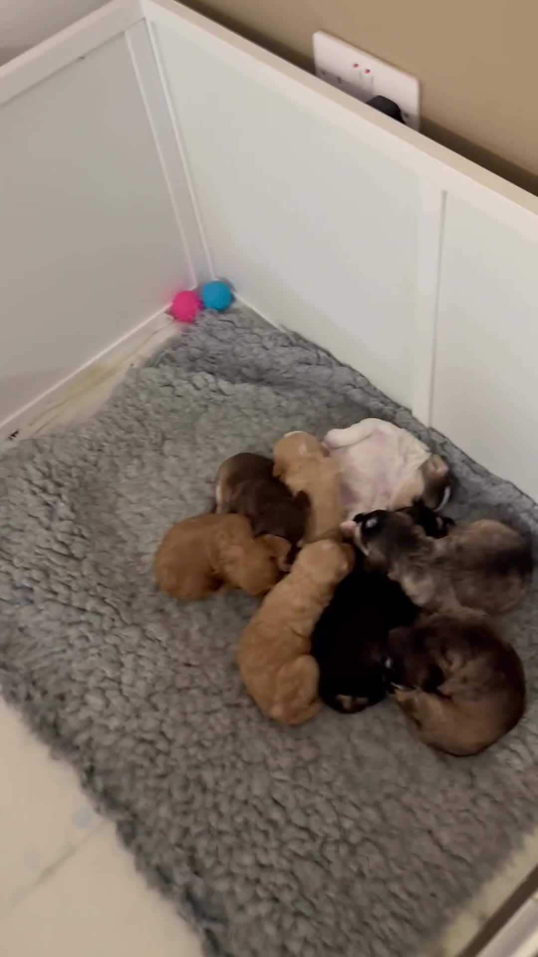 Australian Labradoodle dogs for sale: Rehoming two of these females  in Basingstoke - Video 1