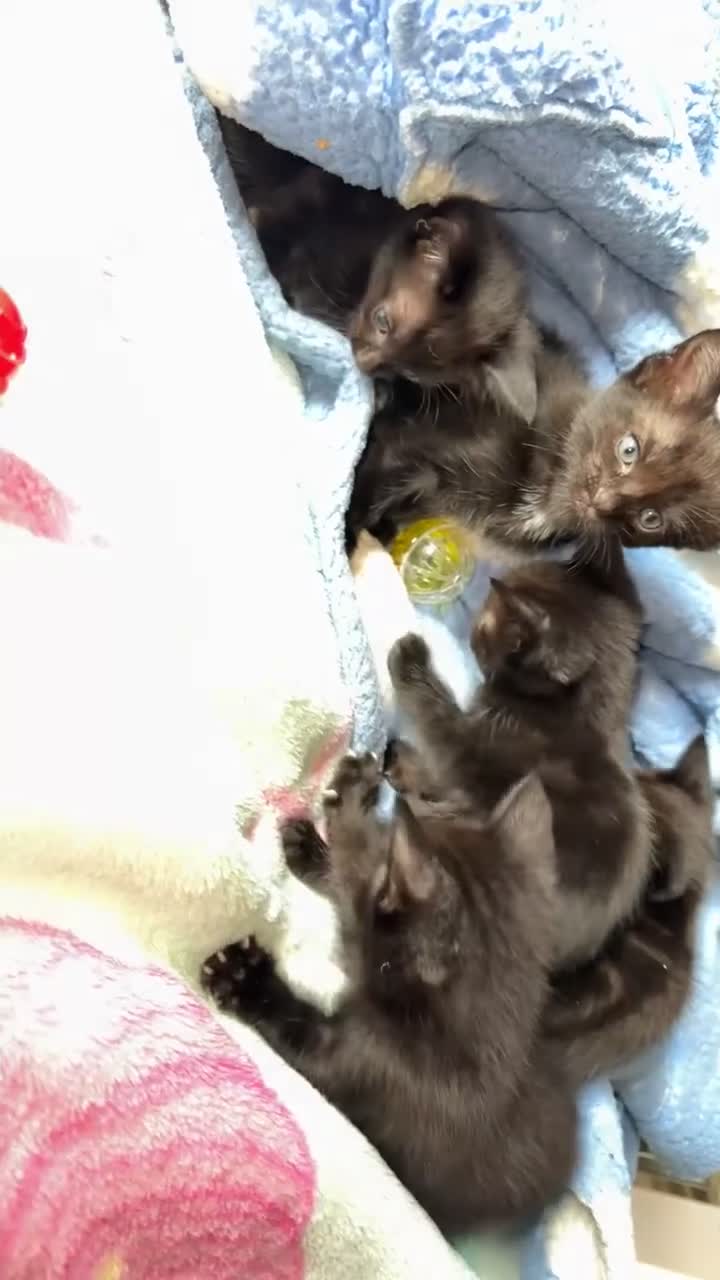 Bengal cats for sale: Kittens - Video 1
