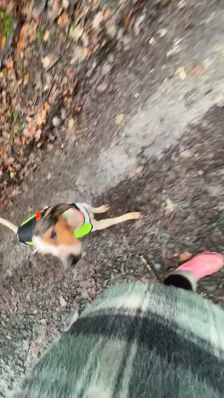 Foxhound dogs for sale: 2 year old foxhound male to a forever home - Video 1