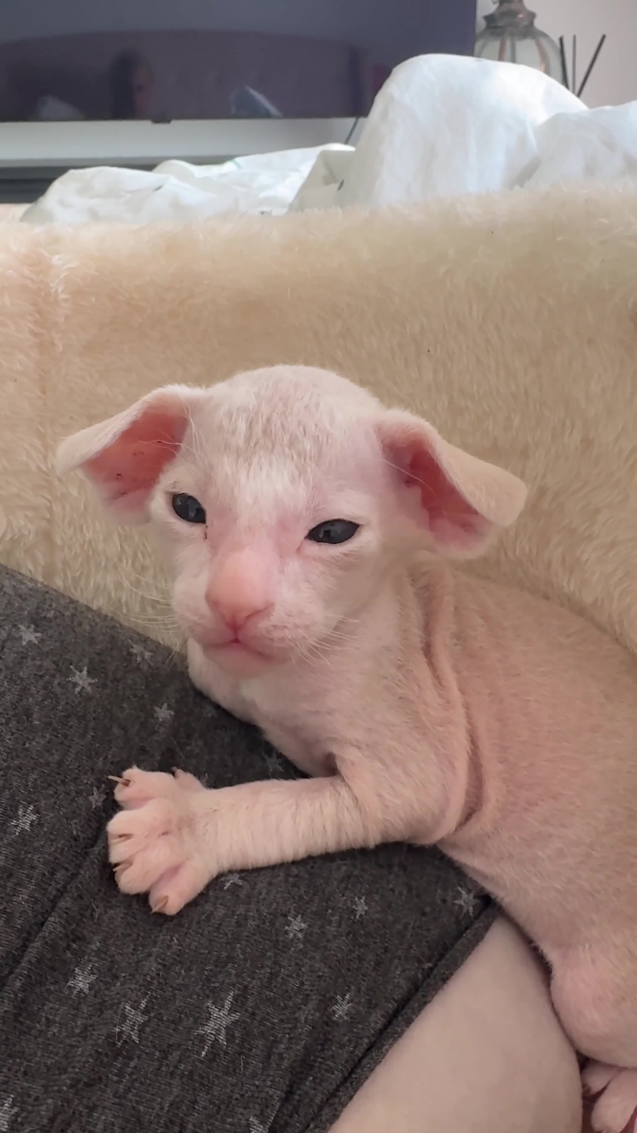 Peterbald cats for sale: Pedigree registered TICA kittens - Video 2