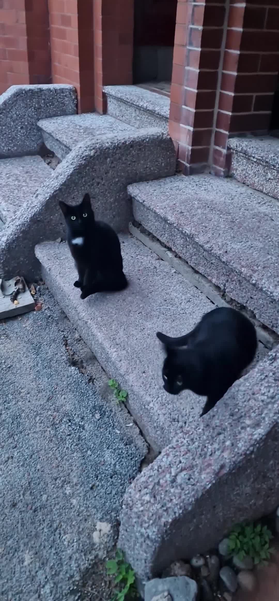 Mixed Breed cats for sale: 2 Black cats - Video 1