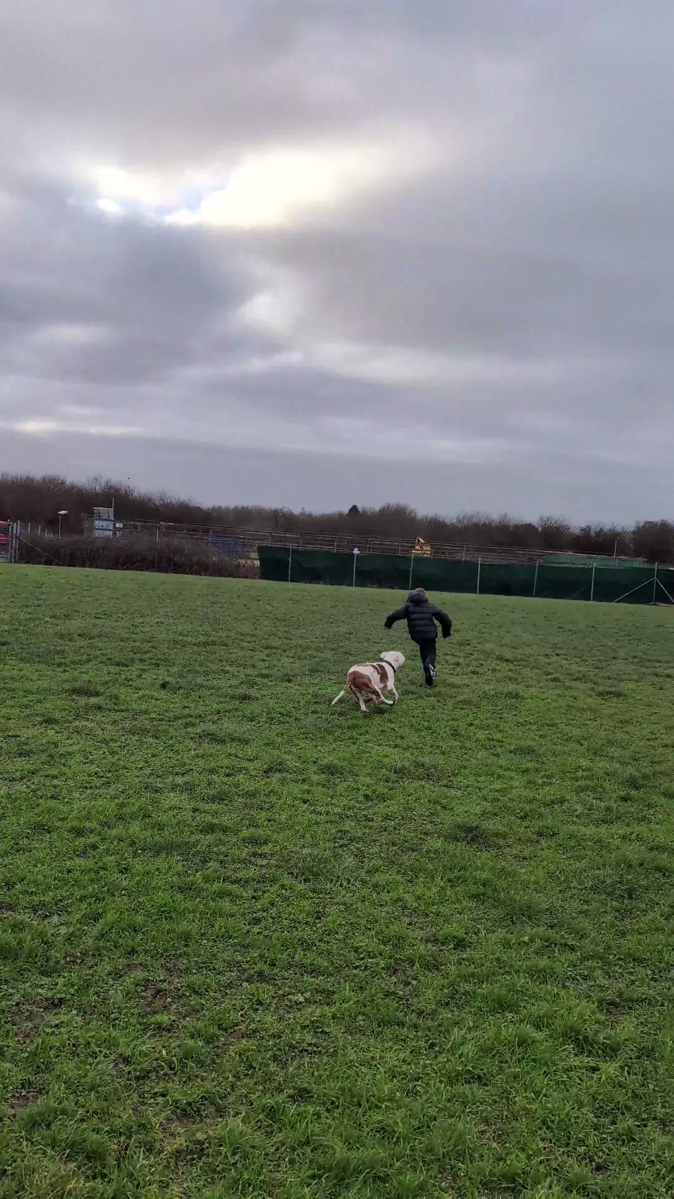 American Bulldog dogs for sale: American Bulldog  in Wigan - Video 1