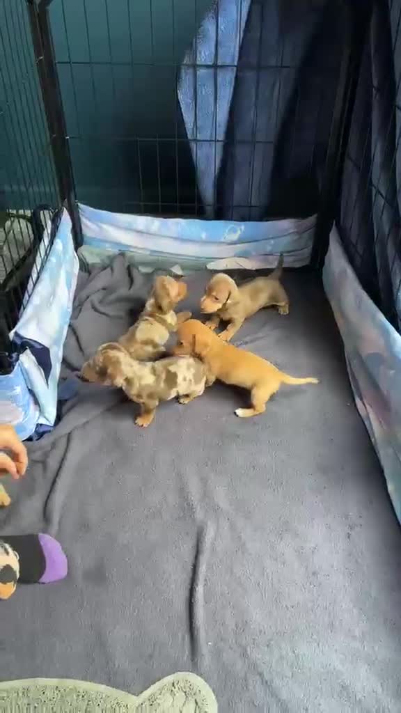 Miniature Dachshund dogs for sale: Miniature dashhounds  in Ilkley - Video 1