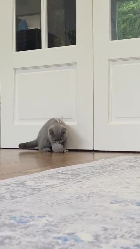 British Shorthair cats for sale: British Shorthair Lilac & Grey Blue Cute Kittens  - Video 5