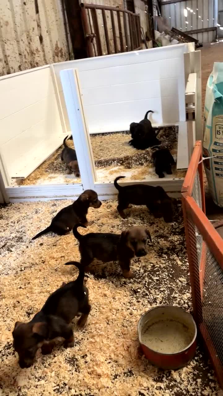 Mixed Breed dogs for sale: Beautiful litter of teckle x puppies for sale  - Video 1
