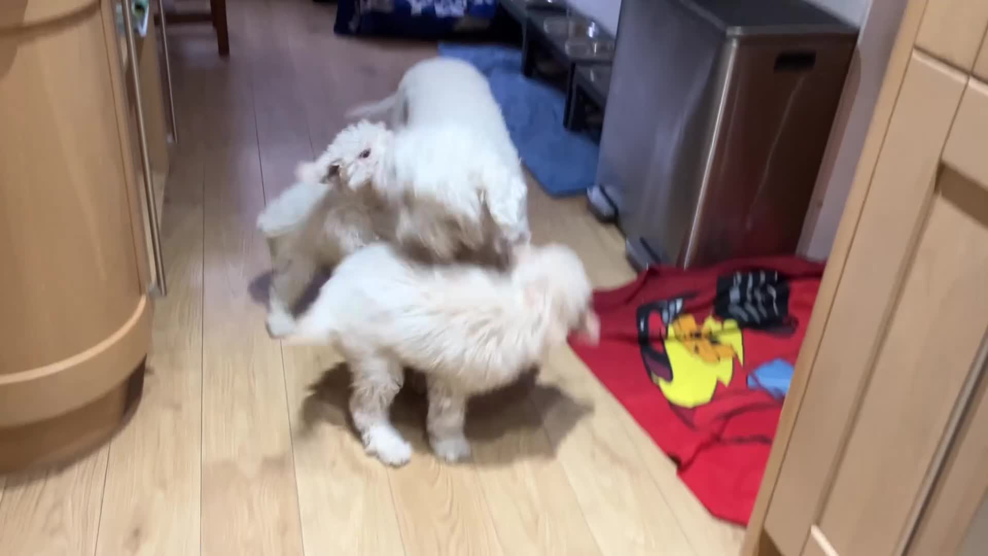 Lagotto Romagnolo dogs for sale: Stunning Litter of Pedigree Lagotto Romagnolo Pups - Video 2