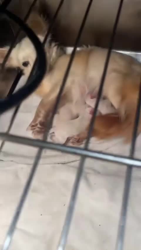 Chihuahua dogs for sale: Chihuahua pups in Kingston upon Thames - Video 1