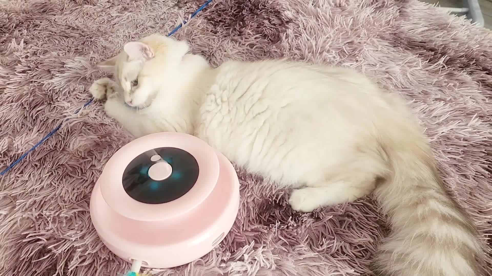 Siberian cats for sale: Siberian Male Kitten GCCF Reg Active Breeding  - Video 1