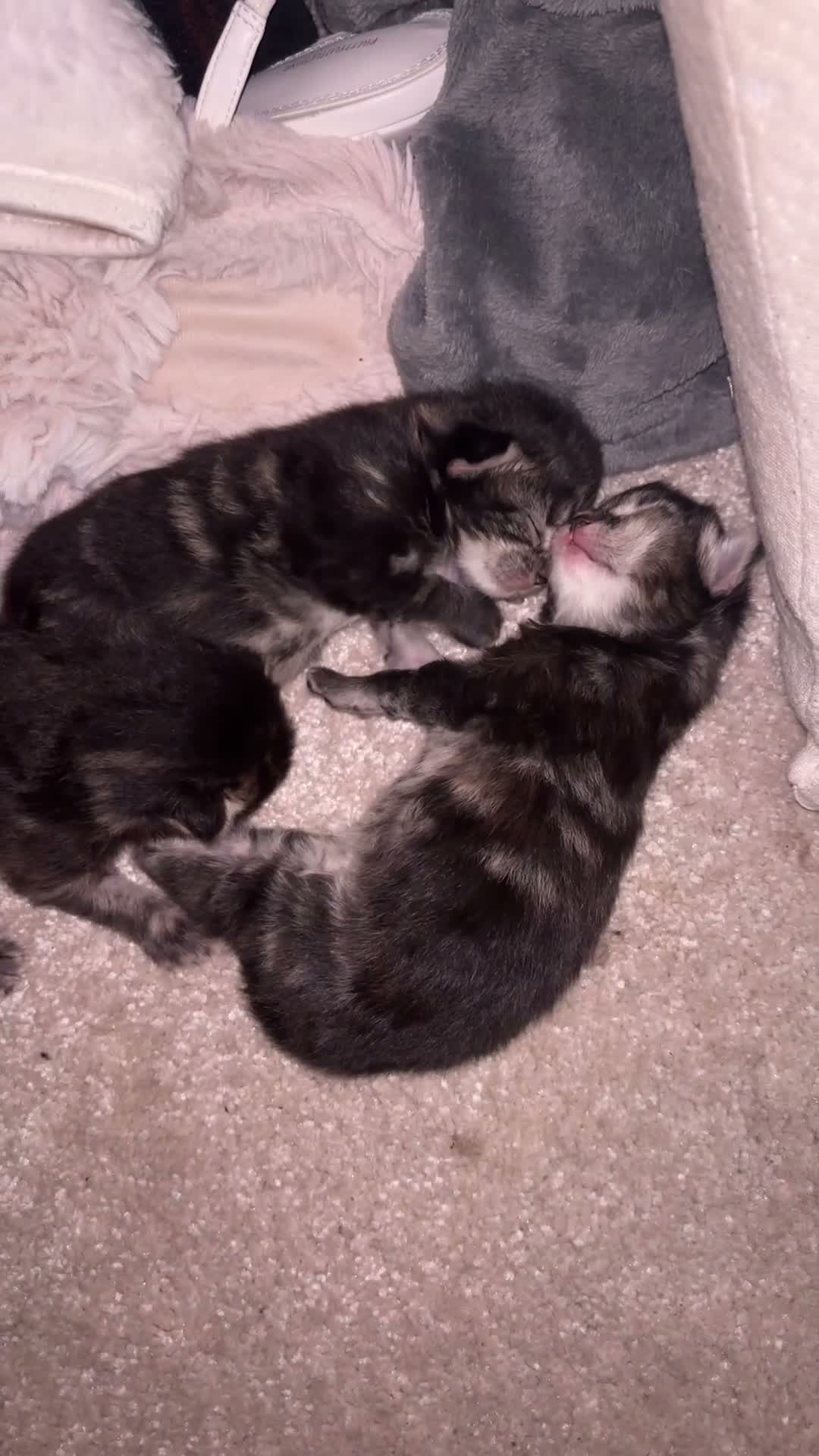 Mixed Breed cats for sale: Two fluffy tabby kittens for sale - Video 1