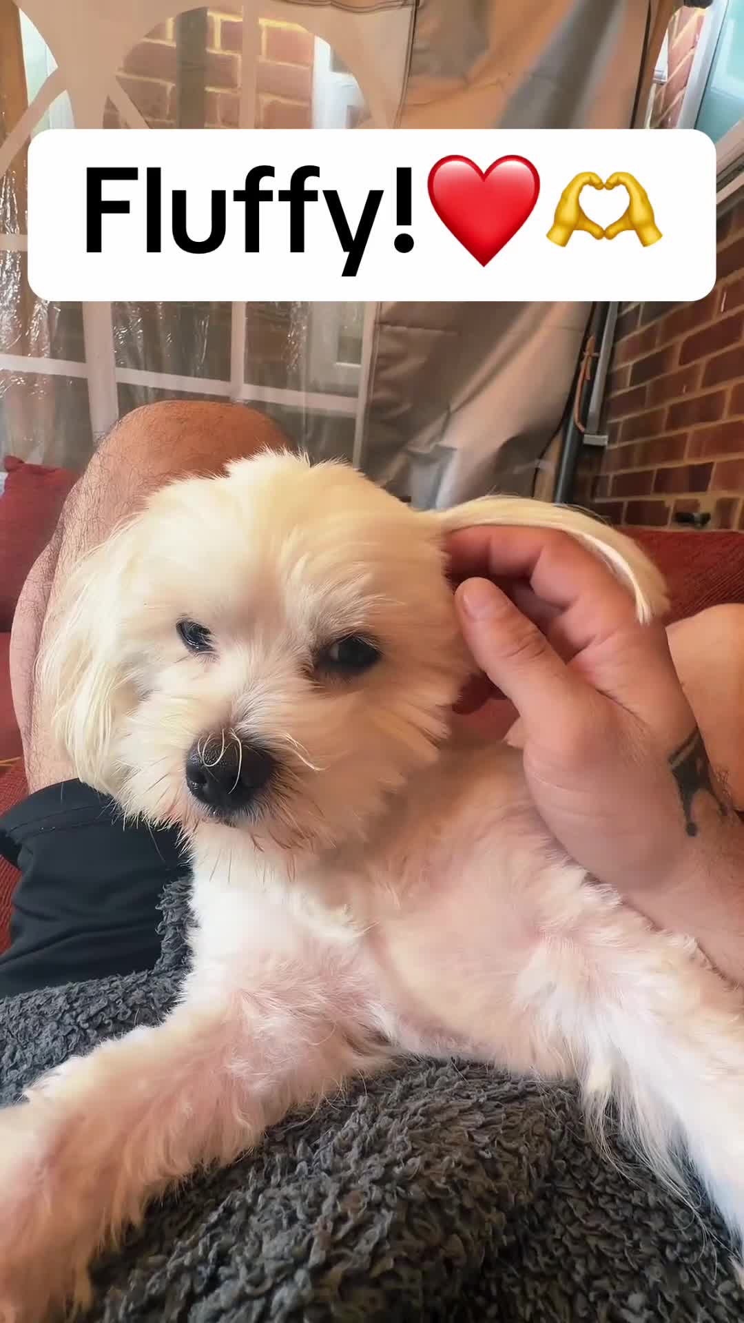 Maltese dogs for stud: Fluffy  in Slough - Video 1