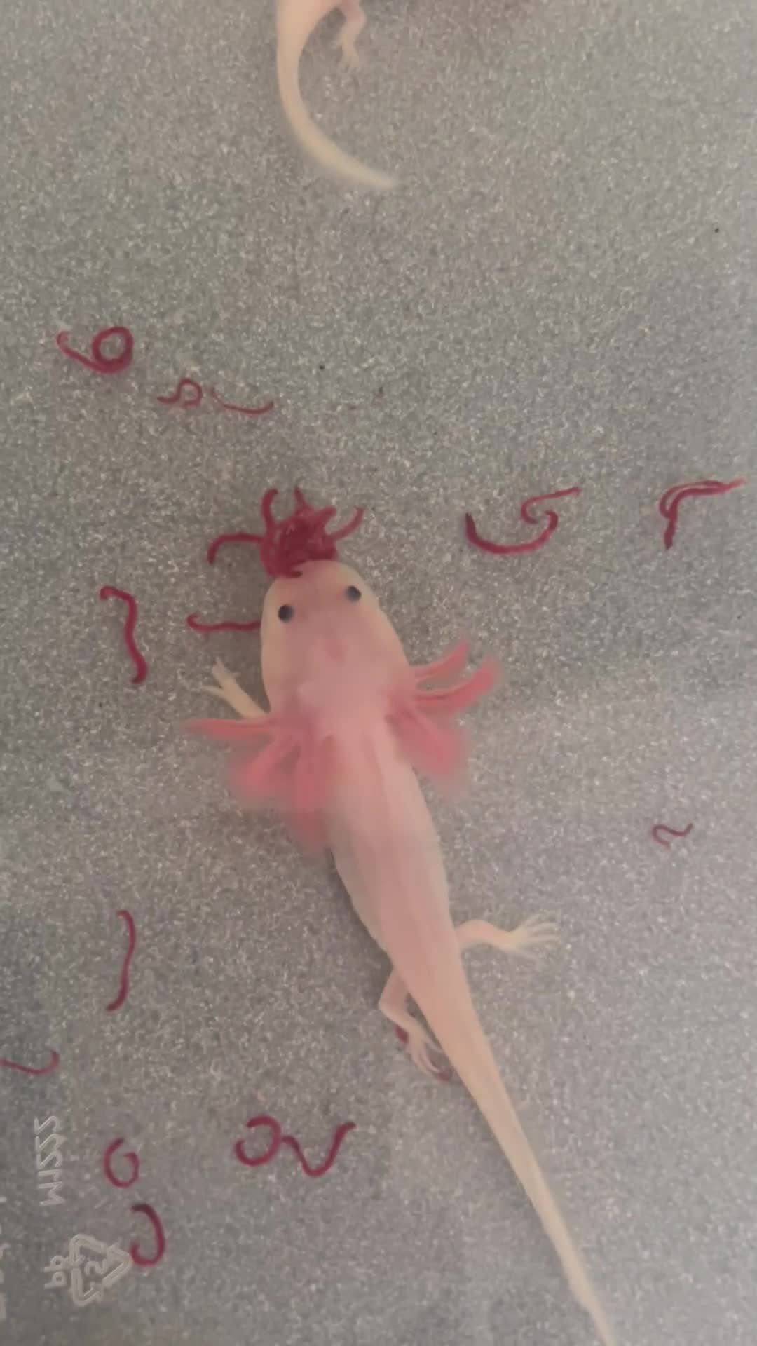 Other/Mixed Breed fish for sale: Baby axolotls  - Video 1