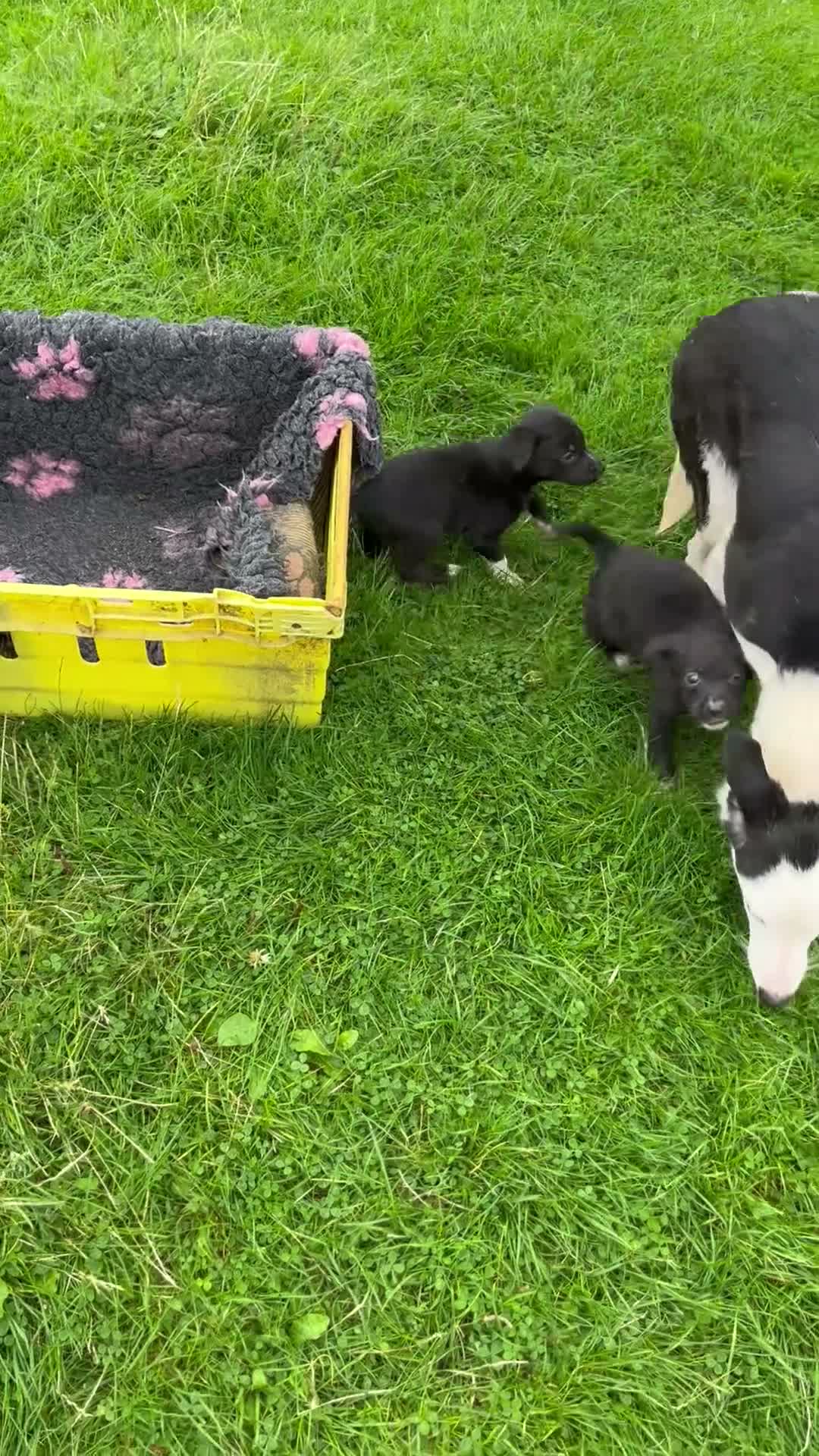 Borador dogs for sale: 5 border collie Labrador cross  - Video 2