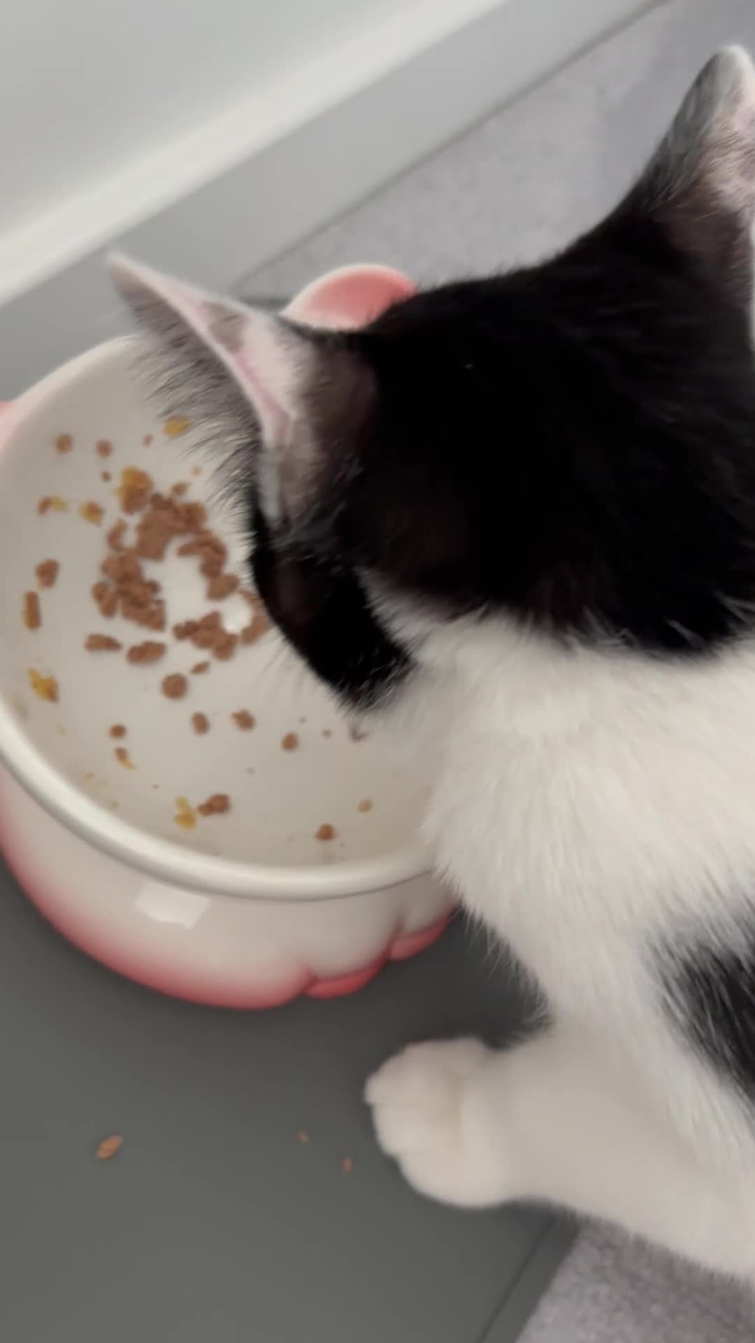 Mixed Breed cats for sale: Beautiful Male Kitten – Ready to Leave Now  - Video 1